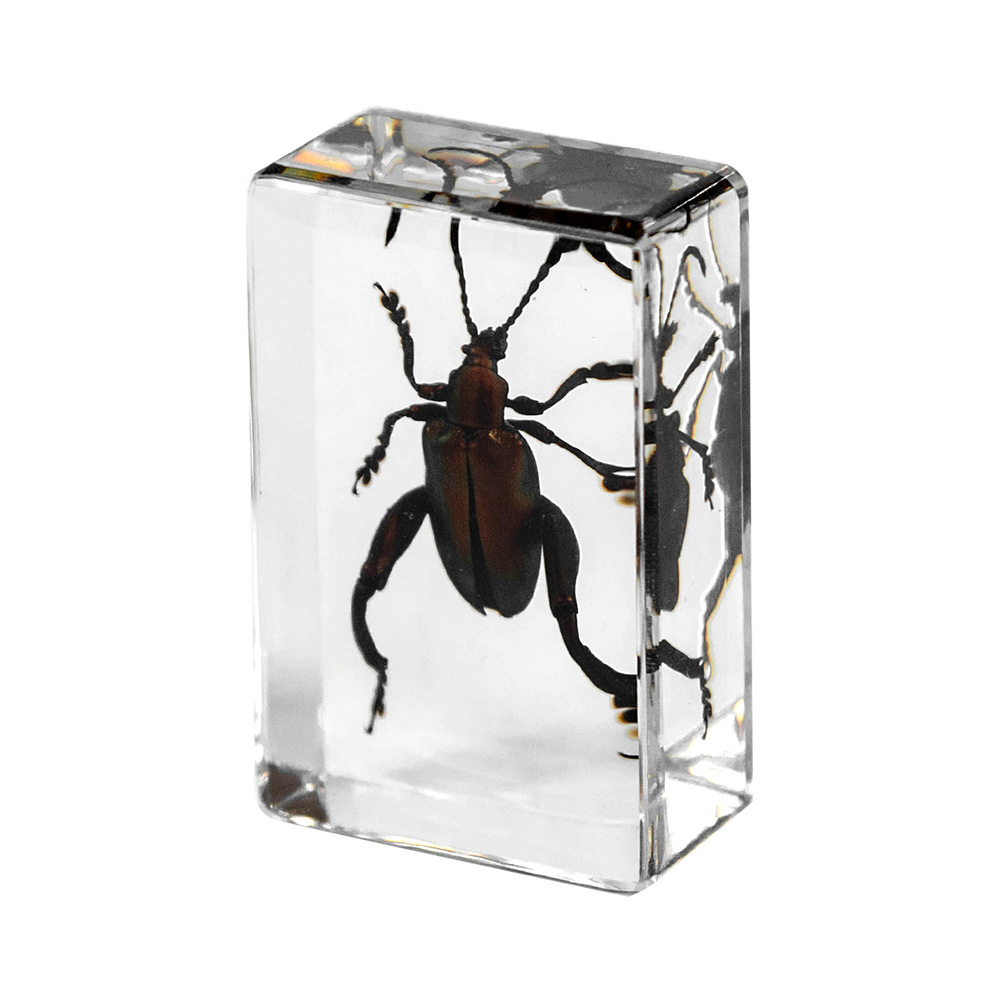 4.5 cm small size-purple-stemmed beetle