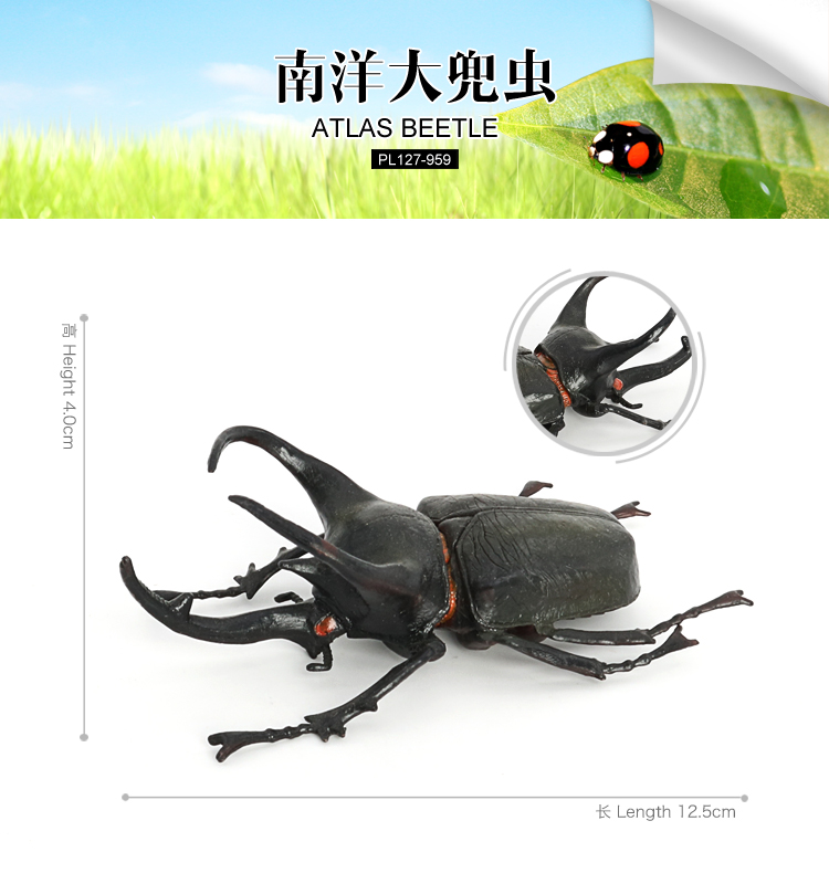 959 Coléoptère de l'Atlas