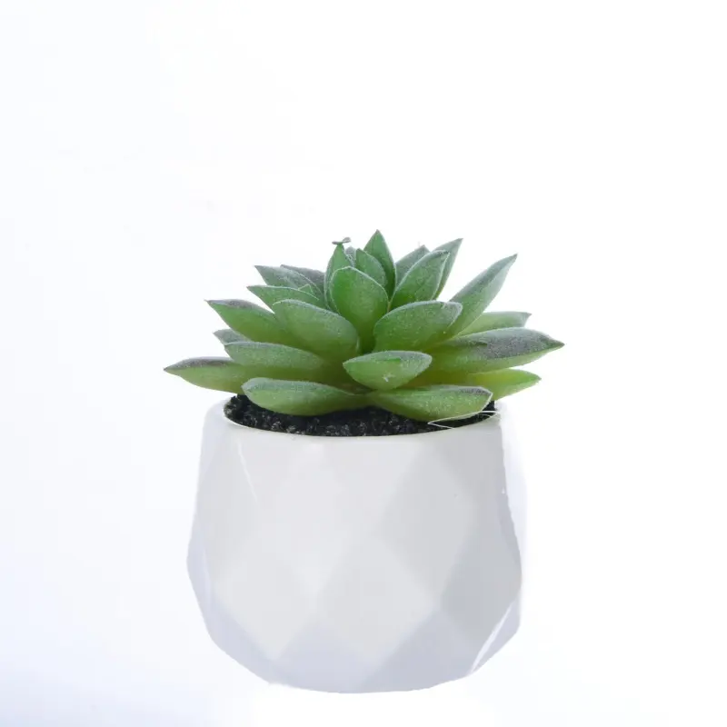 Vendita calda ufficio decorazione per la casa fai da te Bonsai dal vivo piante verdi a buon mercato Mini finto succulente artificiale succulente piante In vaso