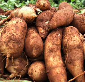 Yacon Shirley Fruit Polymnia Sonchifolia Saussurea Involucrata Fruit Extract Siroop Poeder - Product Image 3