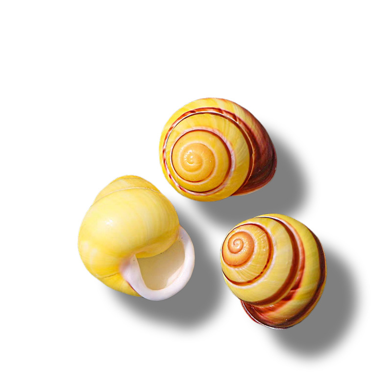 Caracol campana de campo