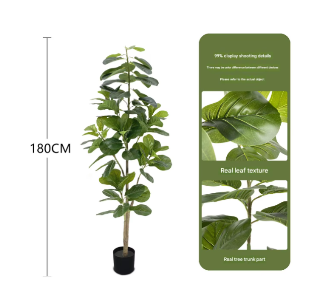 Pot noir 1.8m (Fiddle Leaf Fig)