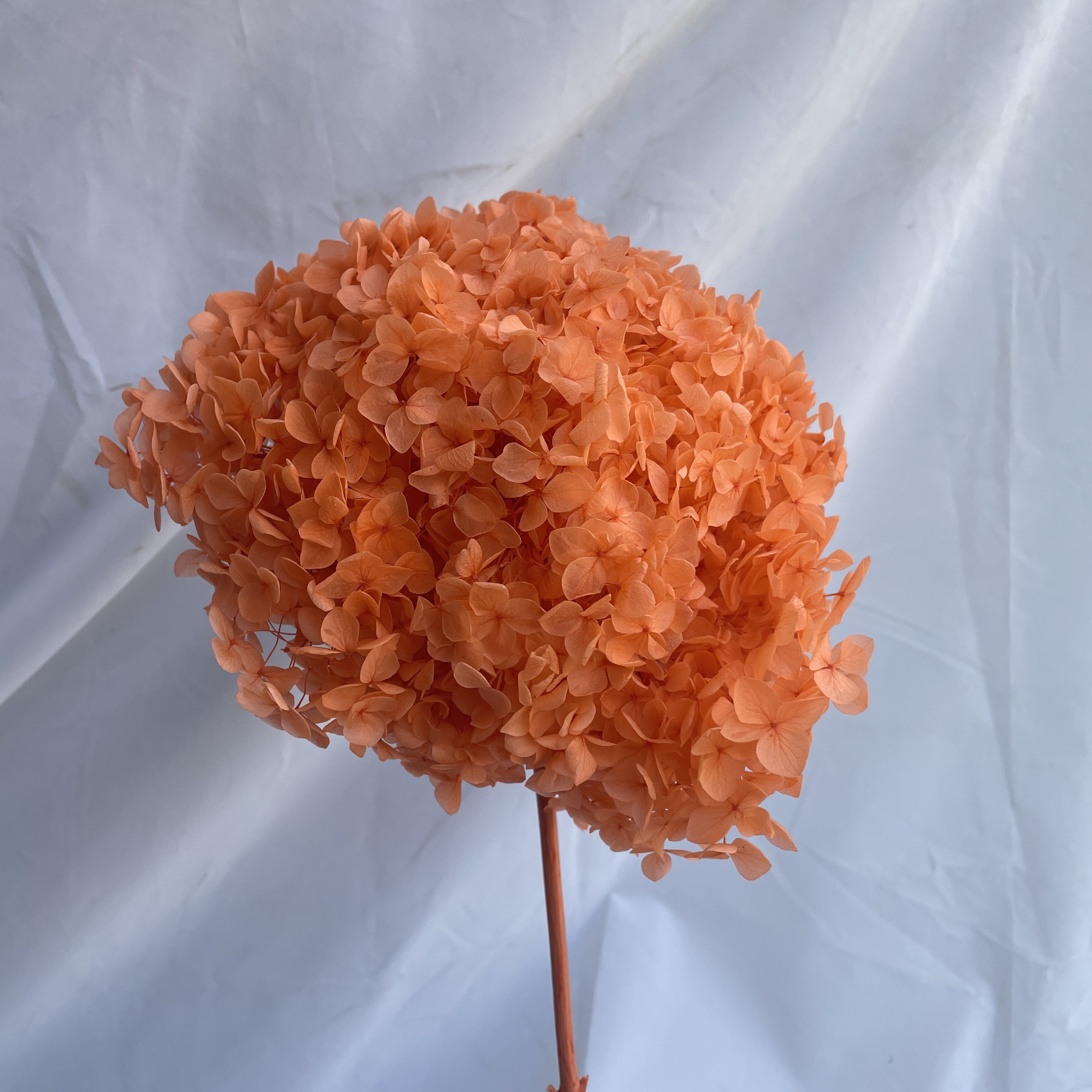 Arancione