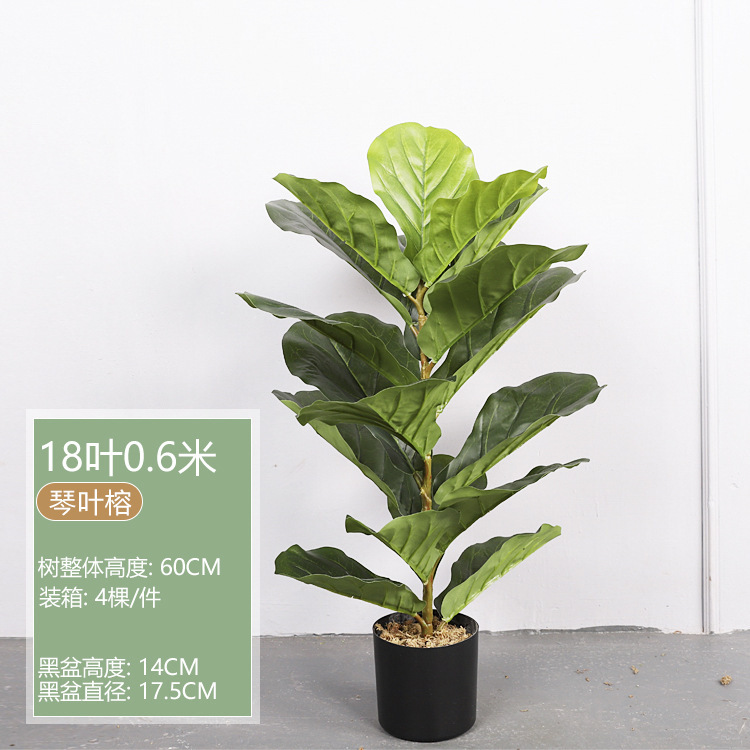 0,6 M de higo de hoja de violín