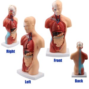 Factory Price Torso Model High Quality 28cm Male <strong>Human</strong> Anatomy Torso Model Anatomy Educational Torso Model - Product Image 4
