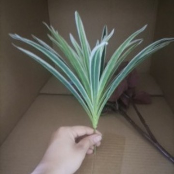 Petite plante araignée blanche et verte, 30 cm de haut