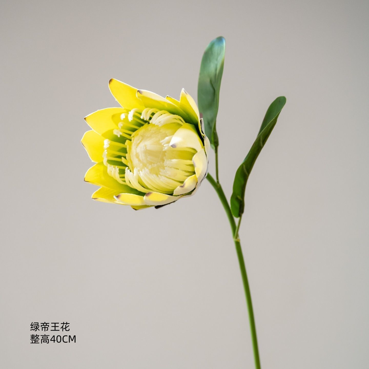 Fleur de roi verte