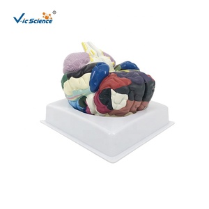Mô hình giải phẫu Kích thước cuộc sống khu vực 2 phần não người plastinated Mô hình giải phẫu Mô hình giải phẫu và y tế - Product Image 1