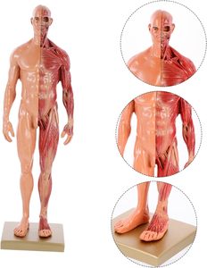 30CM Masculino e Feminino Resina Anatomia Anatômica Humana Crânio Cabeça Corpo Modelo Humano 3d Artes Estrutura Diagrama - Product Image 3