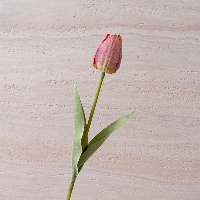 Rose2
