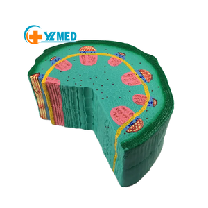 Suministro de fábrica del modelo de enseñanza de Anatomía de la estructura de la planta dicotiledónea para la asignatura de la planta de enseñanza de Biología - Product Image 1