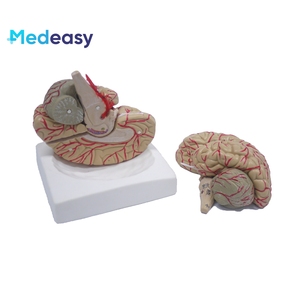 Modello di insegnamento della struttura dell'organo umano del modello di anatomia del cervello umano, il cervelletto può essere smontato - Product Image 5