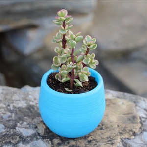 Colorful Small Flower <strong>Pots</strong> for Succulent <strong>Plants</strong> in Various Sizes with <strong>Stone</strong> Patterns - Product Image 1