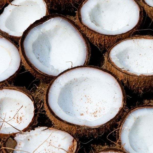 Cocco