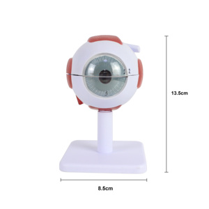 Medical Science 3d <strong>Human</strong> Eye Model 3x 6 Parts Eye Anatomy Model