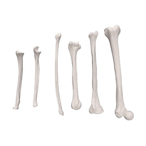 Tıbbi bilim için yüksek kaliteli Normal boyutlu insan Ulna modeli tek kemik - Product Image 6