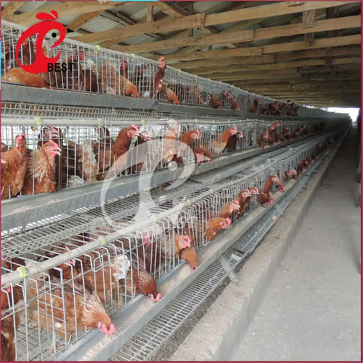 Brand new automatico polli allevatori gabbia di pollo gabbie utilizzato galline ovaiole bettery per i commerci all'ingrosso