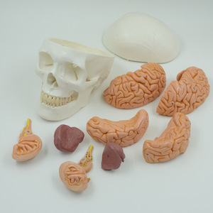 Tự Nhiên Lớn Kích Thước Hộp Sọ Màu Trắng Với 8 Phần Não Mô Hình Giải Phẫu Con Người Hộp Sọ Có Thể Tháo Rời Mô Hình Não Mô Hình Hộp Sọ - Product Image 2
