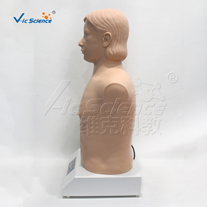 Automatic Cardiopulmonary <strong>Palpation</strong> and Auscultation Computer Simulator (stand-alone Version) Anatomy Model - Product Image 2