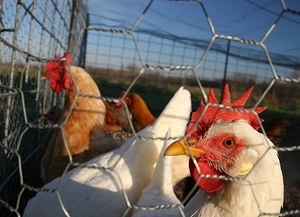 Factory Supply Mini Hole Customized PVC Coated <strong>Hexagonal</strong> Wire Mesh <strong>Netting</strong> for <strong>Small</strong> Animal - Product Image 6