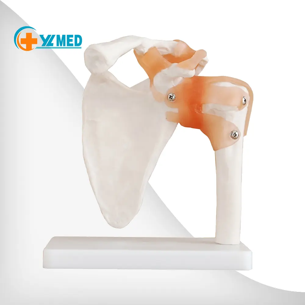 Modello di insegnamento osseo modello 1:1 spalla umana di taglia adulta naturalmente grande con ligamenta scapola