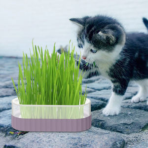 Hot Selling Matatabi Nature <strong>Catnip</strong> Cleaning Teeth Tools Chew Toy for <strong>Cat</strong> Interactive Training Pet <strong>Cat</strong> Toys - Product Image 6