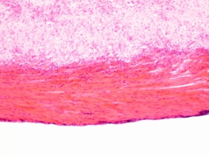 Producción de fábrica portaobjetos de microscopio portaobjetos preparados en histología serie de asignaturas enseñanza portaobjetos preparados 12 piezas conjunto - Product Image 3