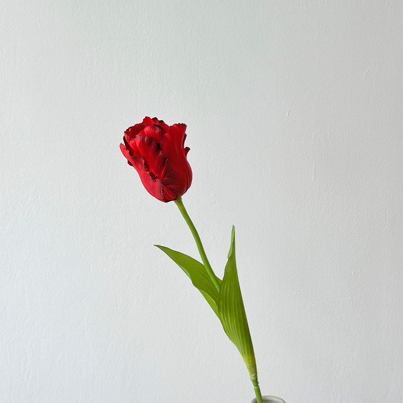 Red parrot tulip