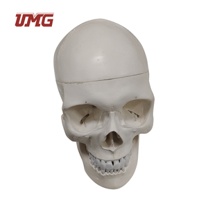 İnsan yaşam boyutu plastik PVC İnsan taklit kafatası modeli (3 bölümden oluşmaktadır) - Product Image 2