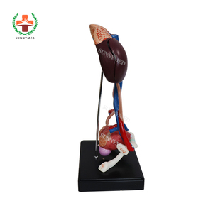 SY-N042 Cheap Price Medical <strong>Human</strong> Anatomical Model Naturally Large Size Bladder Urinary System Model - Product Image 5