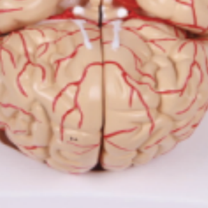 نموذج التقسيم الطبي للدماغ الدماغي القشري الطبي ونموذج تشريحي للدماغ مع الشريان والأعصاب للطلاب للتعلم - Product Image 4