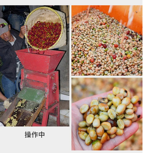 30-100kg/h High Efficiency <strong>Manual</strong> Type Fresh Coffee <strong>Cocoa</strong> Pulper Peeling <strong>Machine</strong> Coffee Bean Peeling <strong>Machine</strong> - Product Image 3
