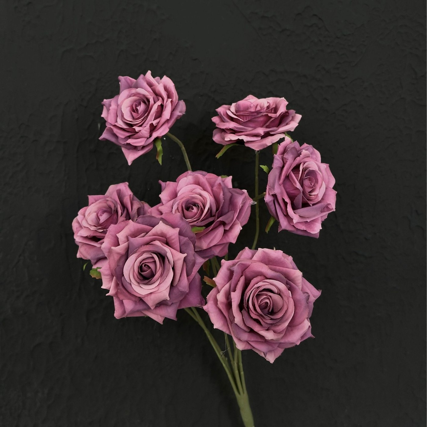 rose 1 viola