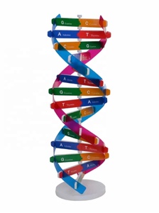 DNA kiti öz çift sarmal Model seti montaj DNA ekran standı çift sarmal modeli insan genleri eğitici oyuncak biyolojik öğretim - Product Image 2