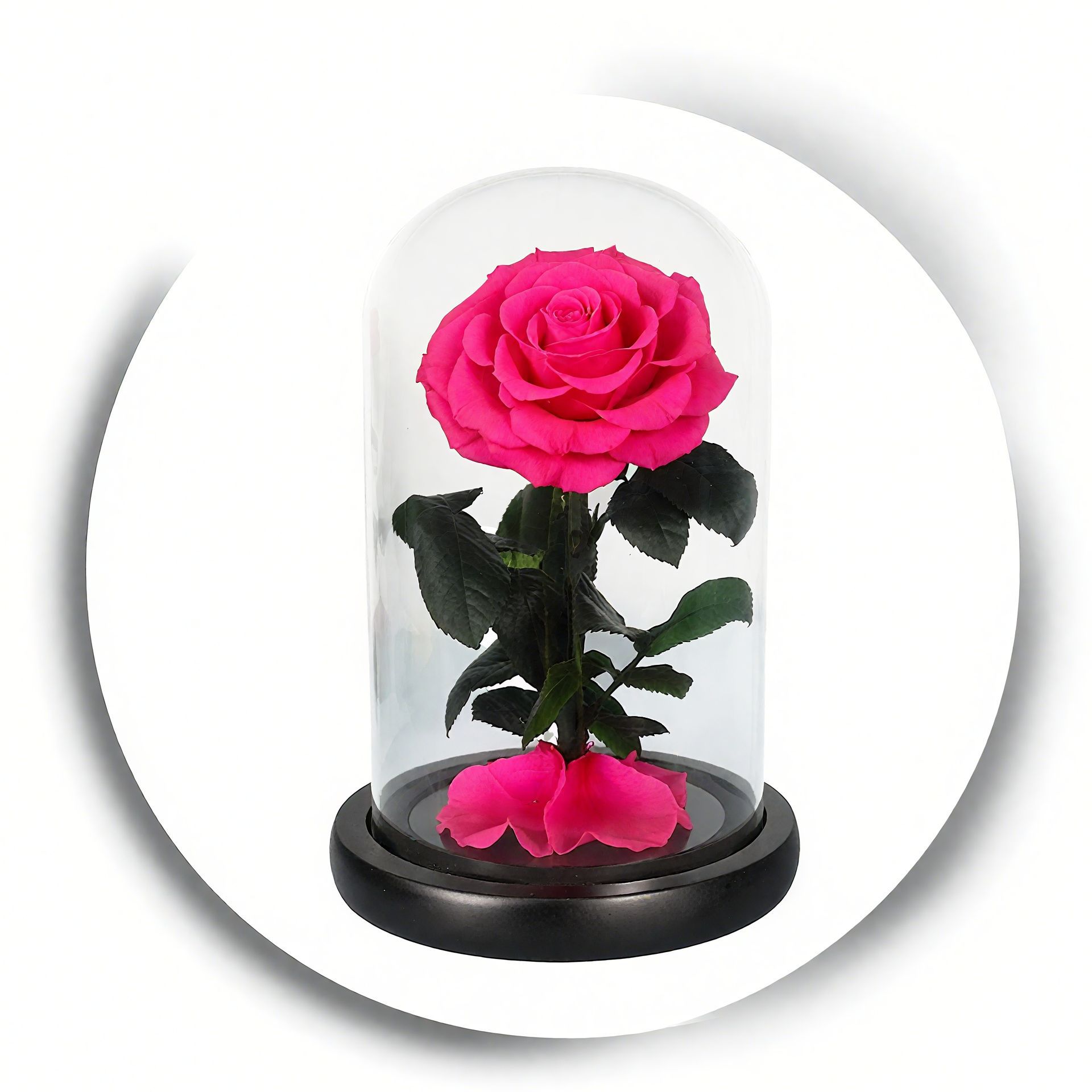 Rose rouge