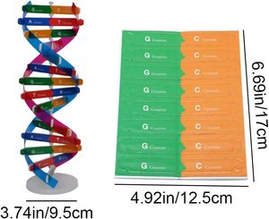 DNA modeli çift sarmal modeli bileşen İnsan genleri DNA moleküler kiti yaratıcı çift Spiral bilim için Model birleştirin - Product Image 4