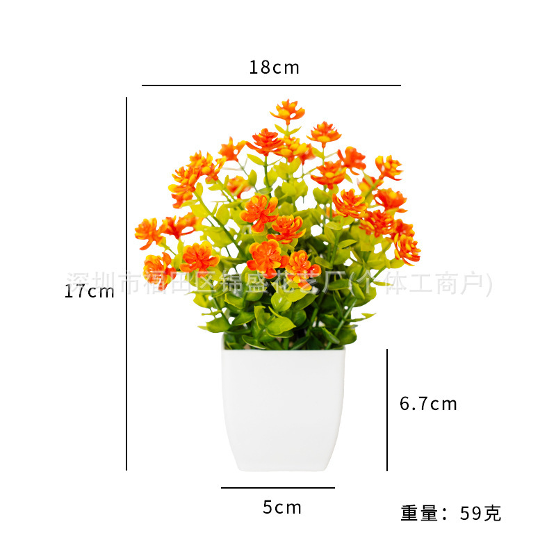 Marguerites en pot