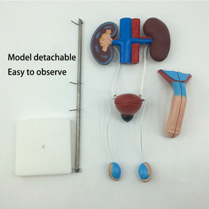 2025 yeni KRC insan erkek üriner modeli üriner sistemi modeli tıbbi öğretim gösteri insan anatomik böbrek modeli - Product Image 6