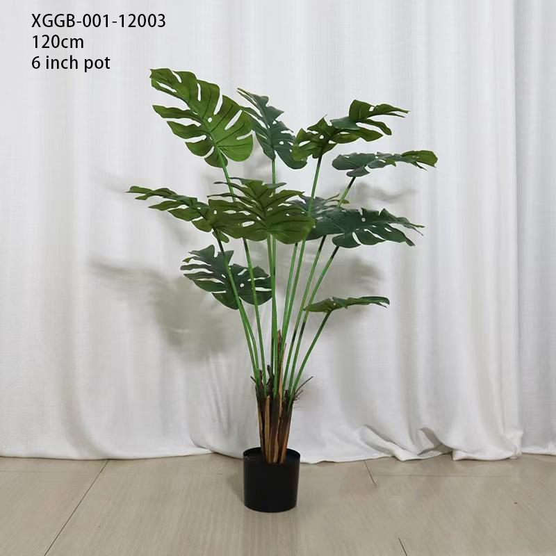 120cm/Monstera