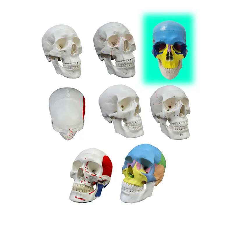 Humano cabeça modelo escola esqueleto ensino médico anatômico plástico crânio modelo cor crânio modelo