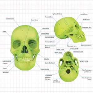 4D Master Glow-In-Dark kafatası anatomi modeli seti eğitim kök biyoloji tıp bilimleri mühendislik bilimleri mühendislik oyuncaklar - Product Image 3