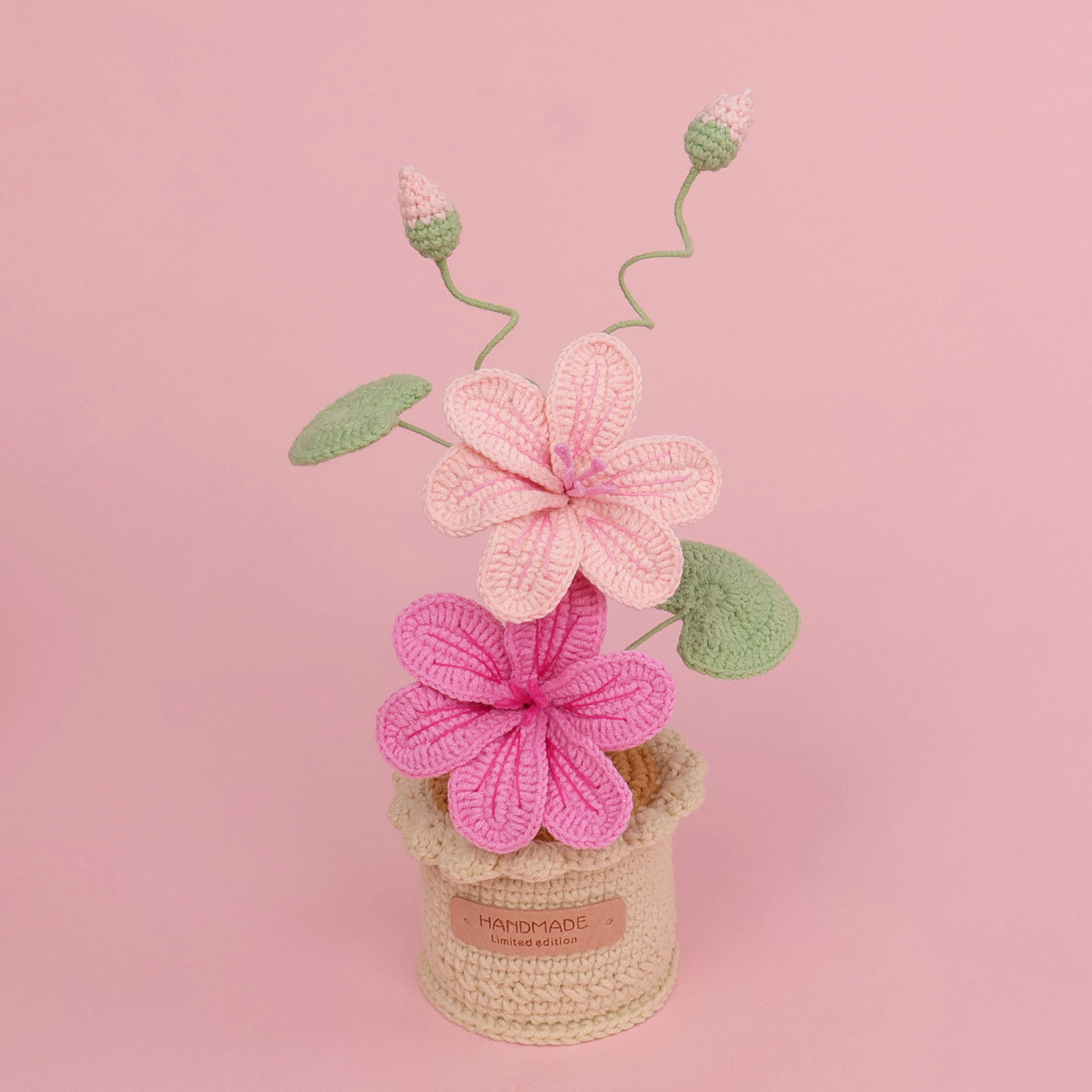 Gradient pink-snow five oil pine potted plant-large cylindrical