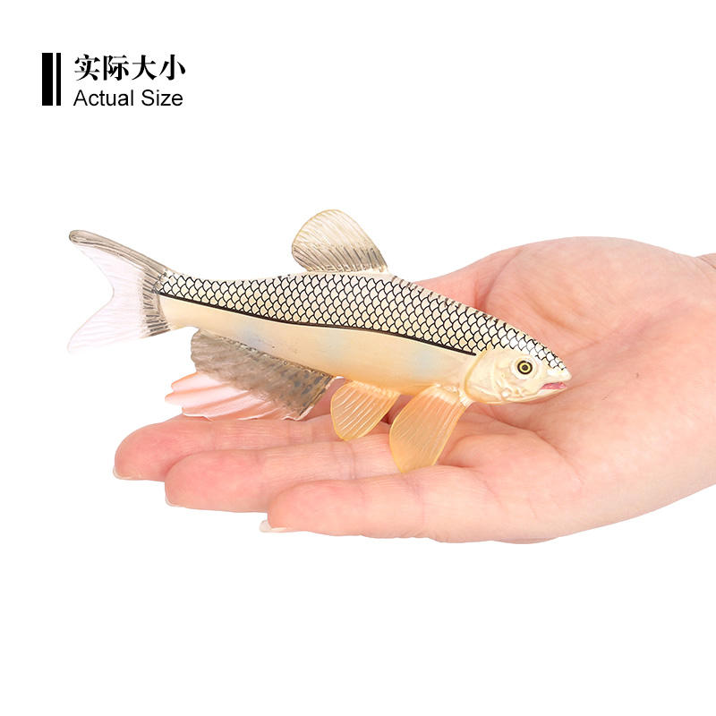 2378 Zacco platypus Broadfin