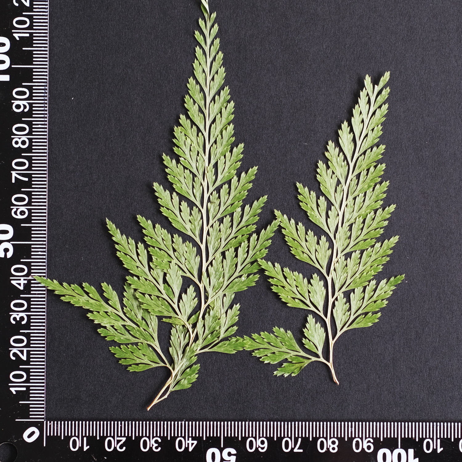 MH688 Fougère 7-10cm vert 6pcs