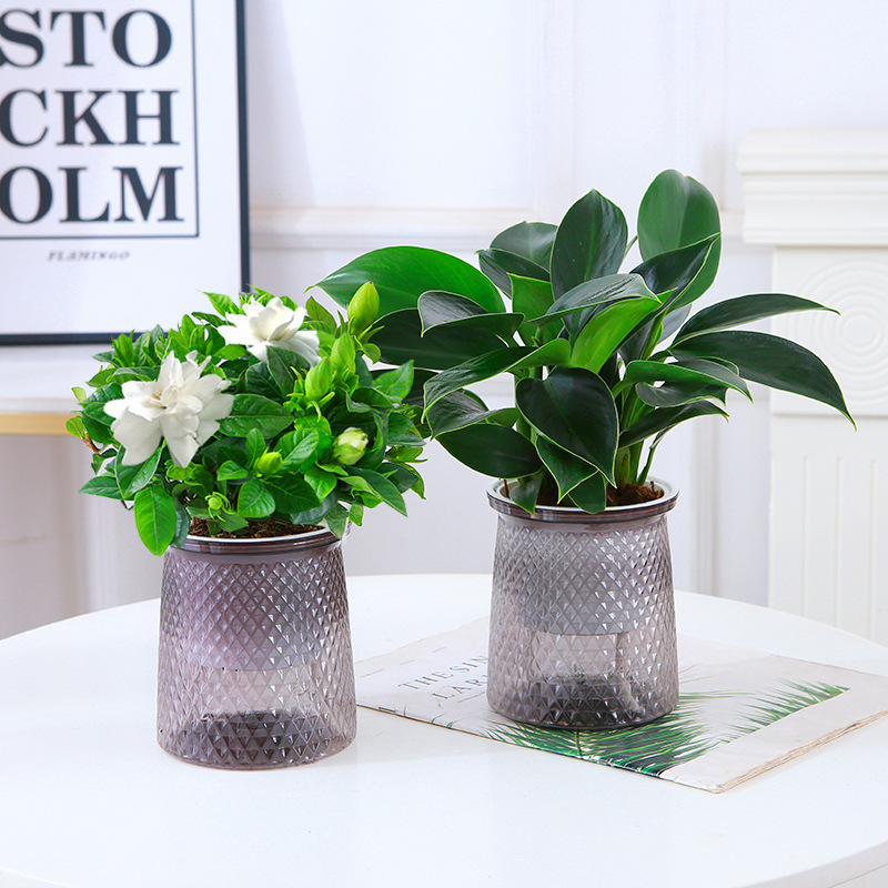 Golden diamond gardenia-starry pot nutrient solution