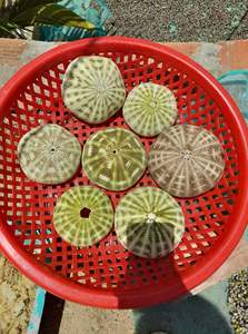 SEA URCHIN <strong>SHELL</strong> MANY COLOR AS BIG AS ONIONS for HANDICRAFTS BEST PRICE in the <strong>MARKET</strong> 2024 - Product Image 6
