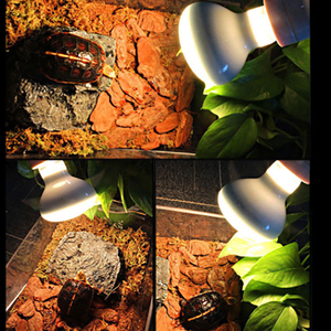 Shengxiang 80W 100W 125W 160W UVB đèn bò sát thủy ngân đèn bò sát UVB bò sát đèn để bán - Product Image 5