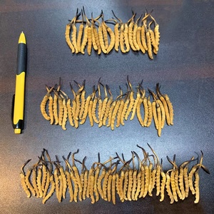 Hữu cơ khô dong trung ha thao Top Grade Cordyceps Sinensis tinh khiết Hoang Dã Tây Tạng Cordyceps Sinensis - Product Image 5