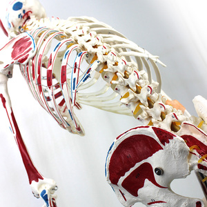 Laboratuvar öğretim modelleri 170cm insan Muscula İskelet modelleri Ligament ile PVC - Product Image 1