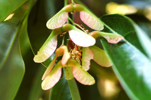 Cold Pressed Pure Natural Maple Seed <strong>Oil</strong> - Product Image 2